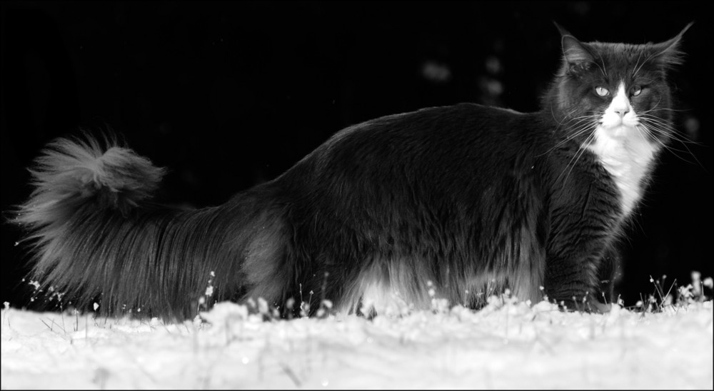 Der erste Schneekontakt....