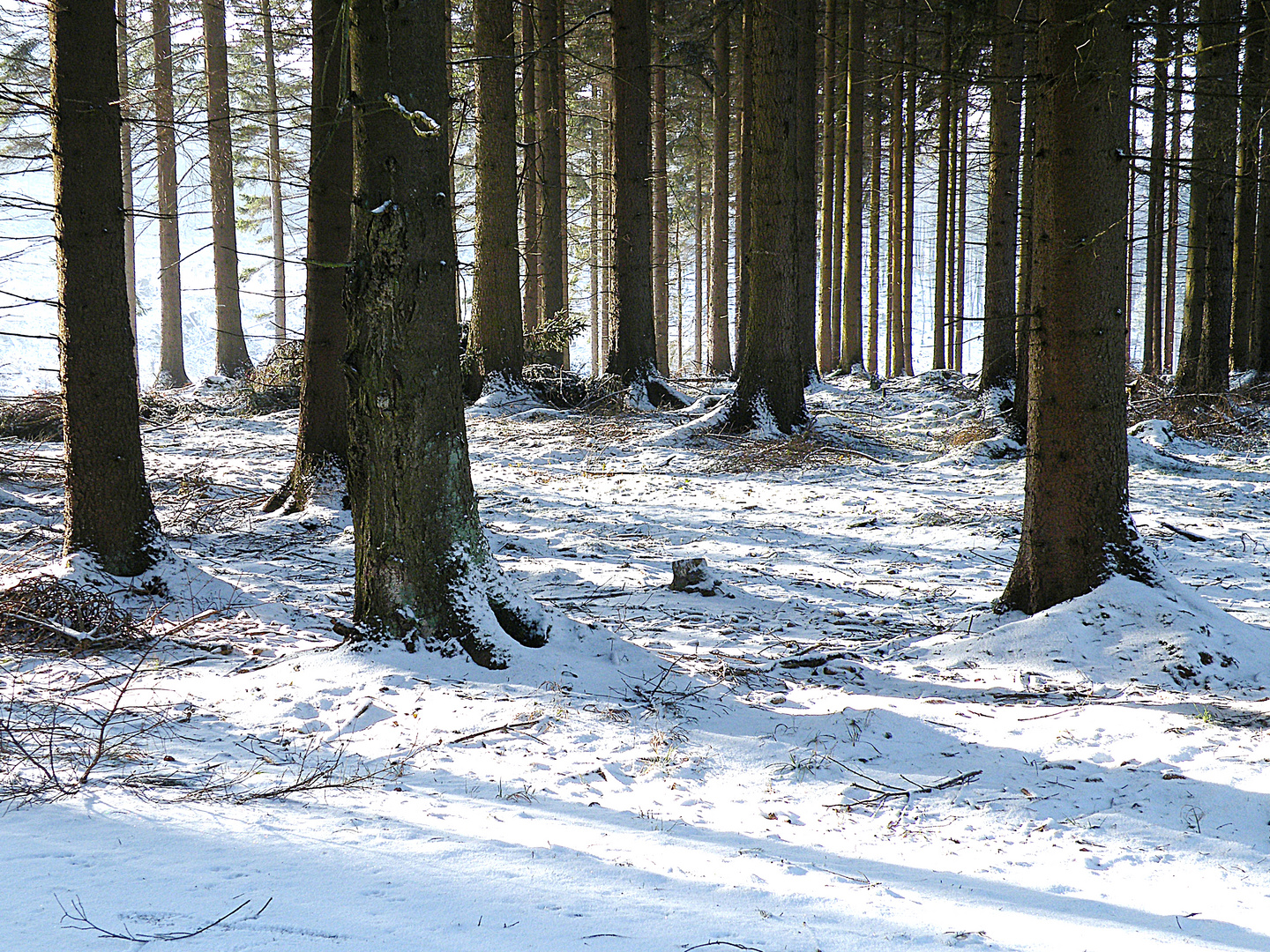 Der erste Schneespaziergang