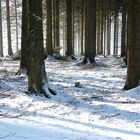 Der erste Schneespaziergang