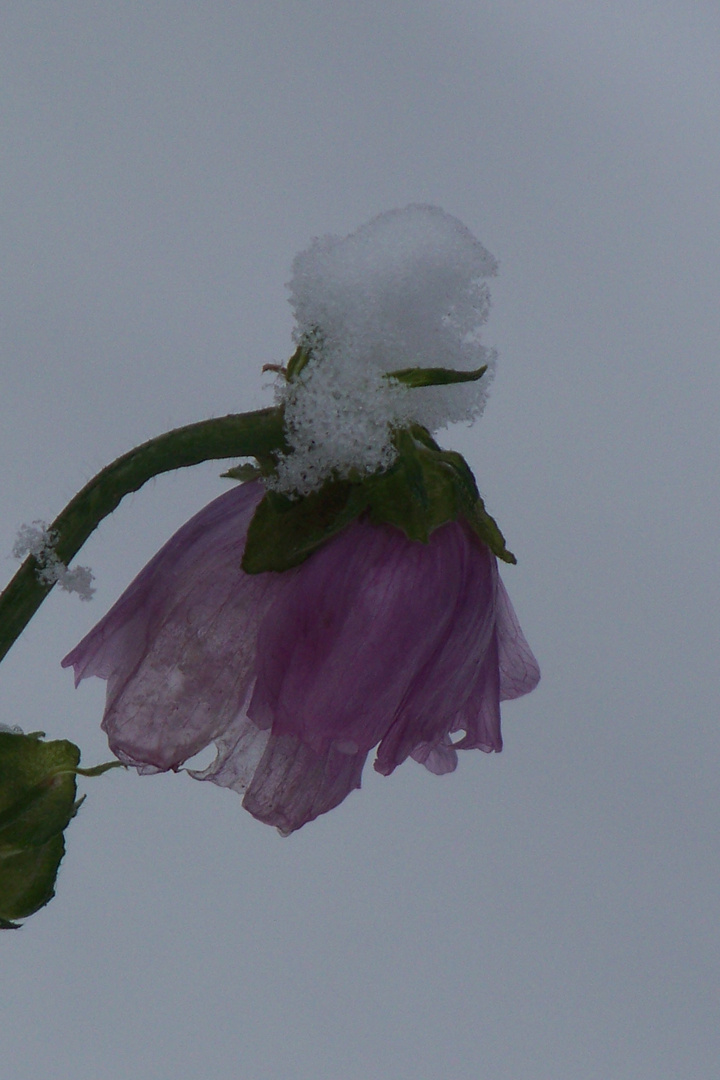 Der erste Schneetag