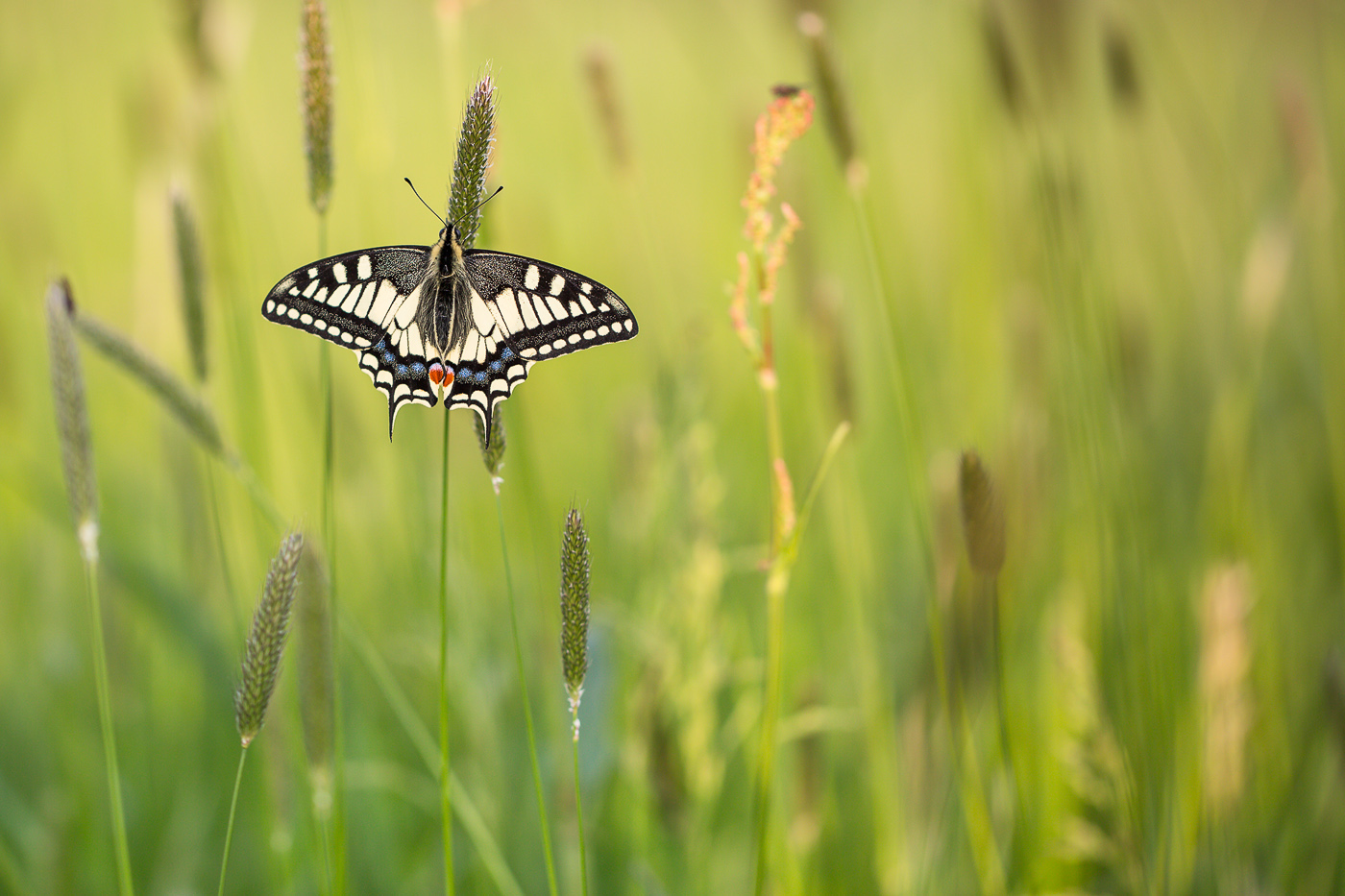 Der erste Schwalbenschwanz (Papilio machaon) 2013