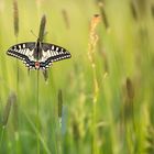 Der erste Schwalbenschwanz (Papilio machaon) 2013