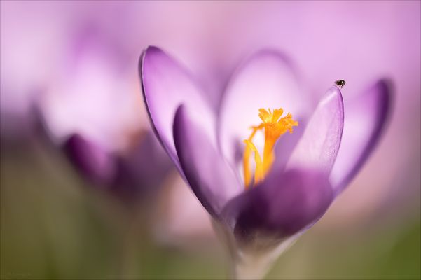 Der erste seiner Art