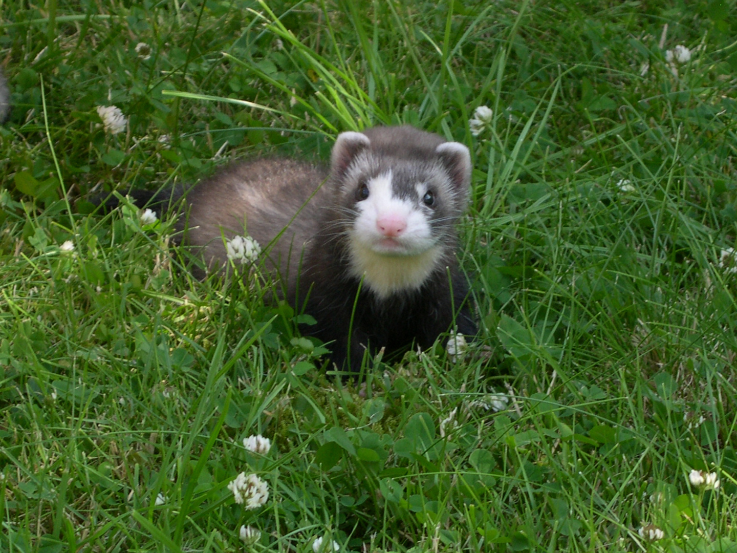 ...der erste Sommer für Merlin junior