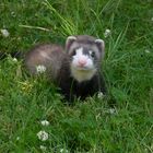 ...der erste Sommer für Merlin junior