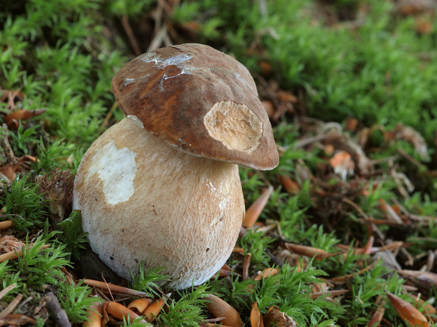 Der erste Sommersteinpilz 2016