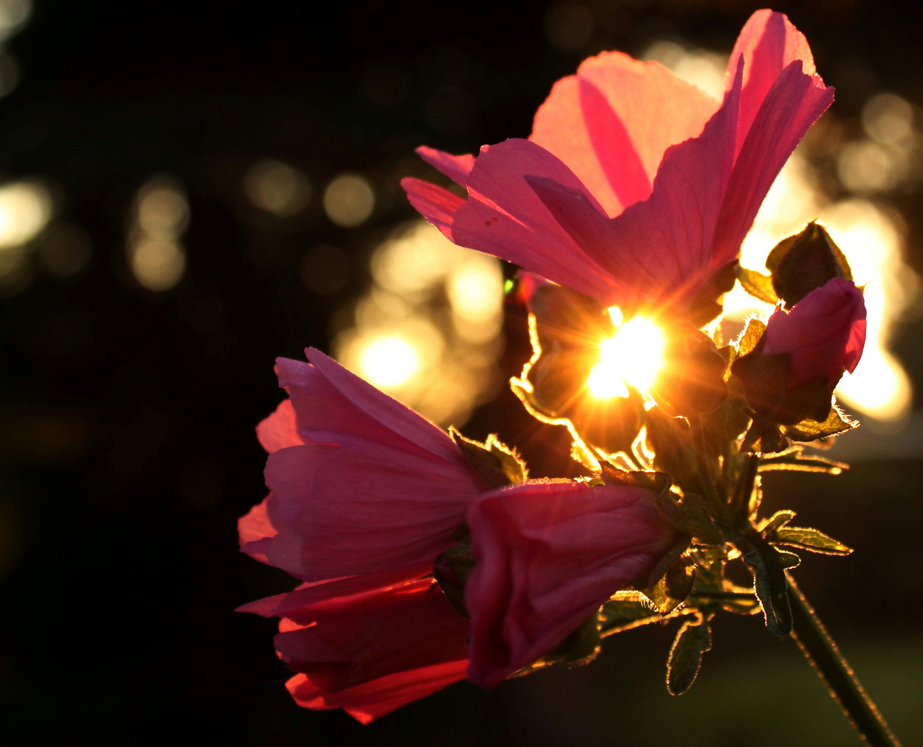 Der erste Sonnenstrahl