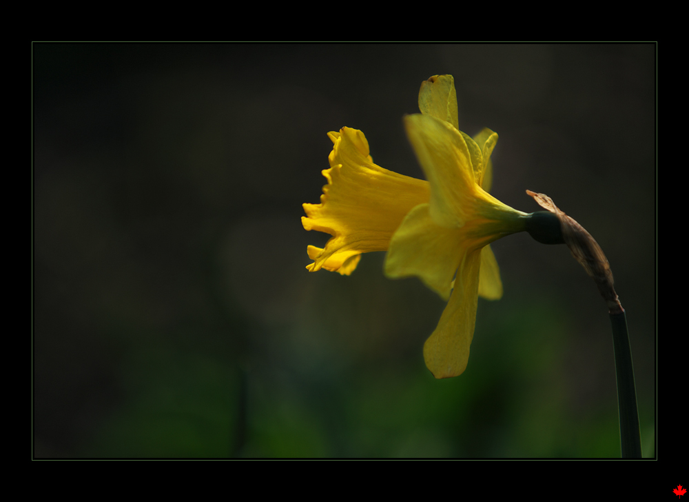 Der erste Sonnenstrahl