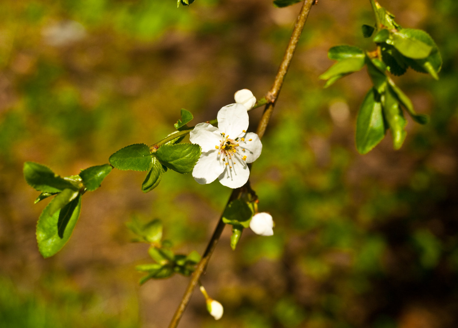 Der erste Spaziergang Anfang April