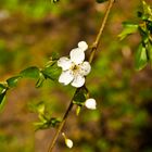 Der erste Spaziergang Anfang April