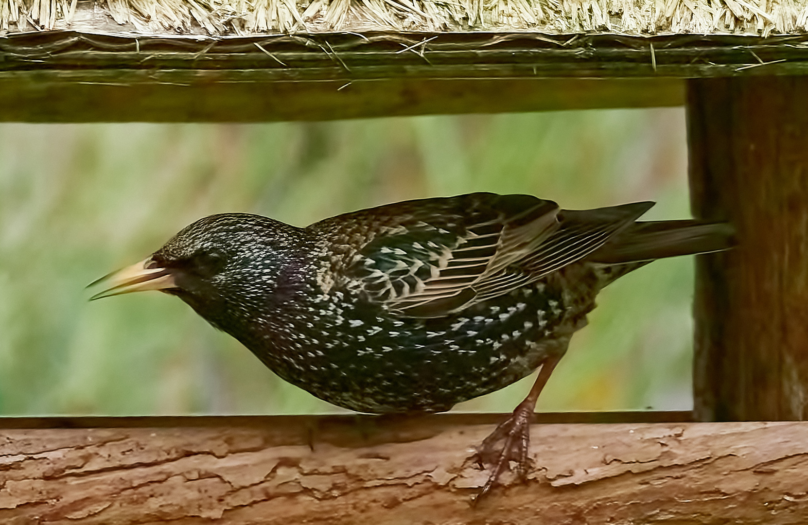 Der erste Star macht sich hungrig im Vogelhaus breit