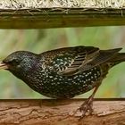 Der erste Star macht sich hungrig im Vogelhaus breit