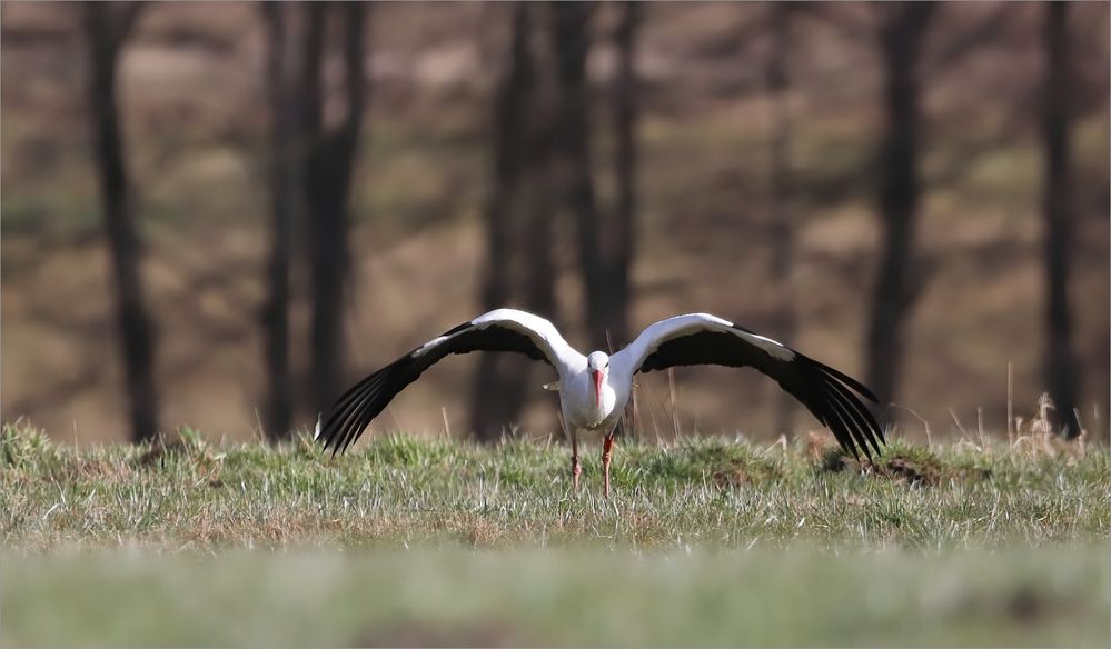 Der erste Storch 2022