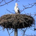 Der erste Storch