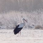 der erste Storch