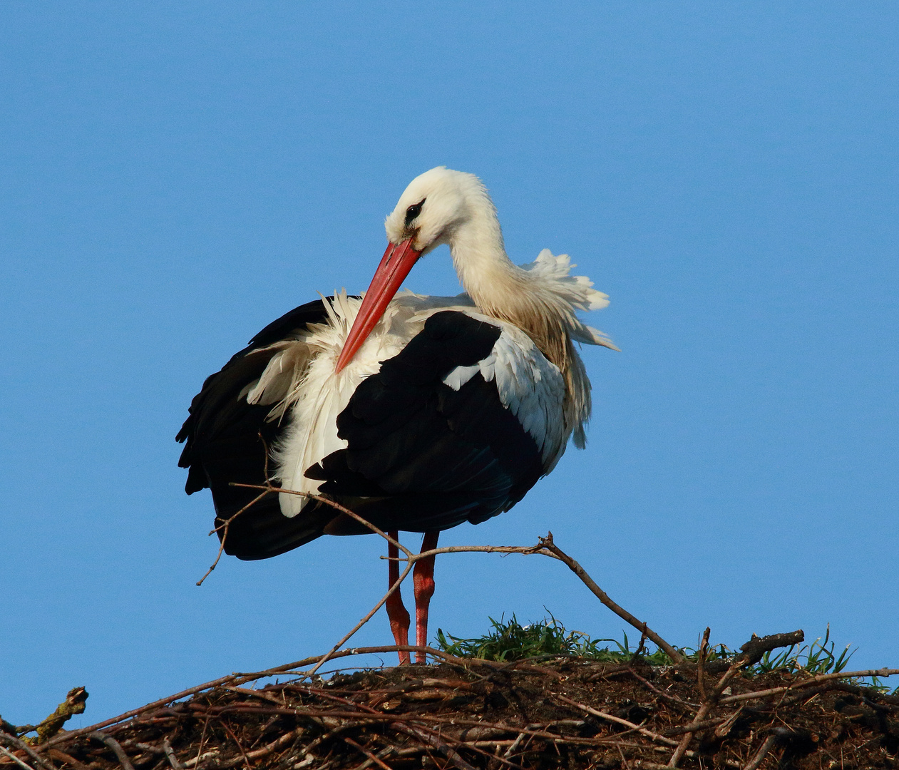 Der erste Storch.....