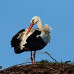 Der erste Storch.....