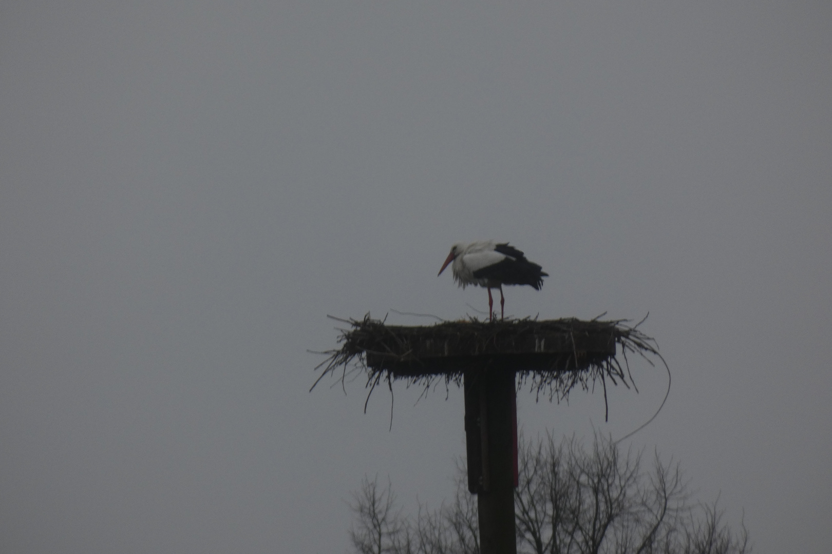 der erste Storch auf dem Horst des Hofes Freisfeld ist da.