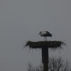 der erste Storch auf dem Horst des Hofes Freisfeld ist da.
