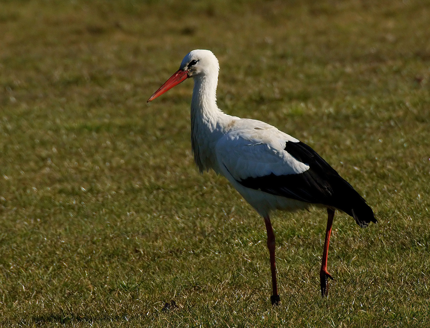 Der erste Storch....