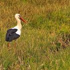 Der erste Storch...