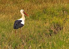 Der erste Storch...