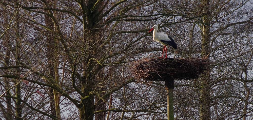 der erste Storch in 2020