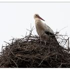 Der erste Storch in diesem Jahr