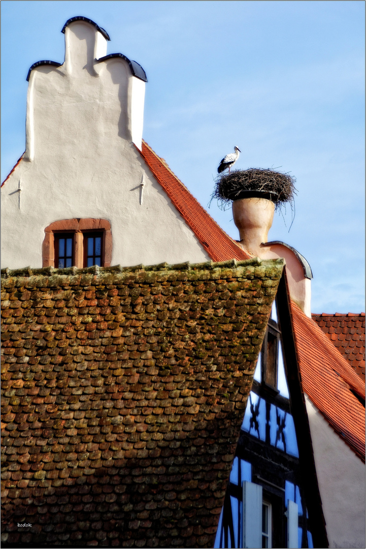 Der erste Storch ist da!