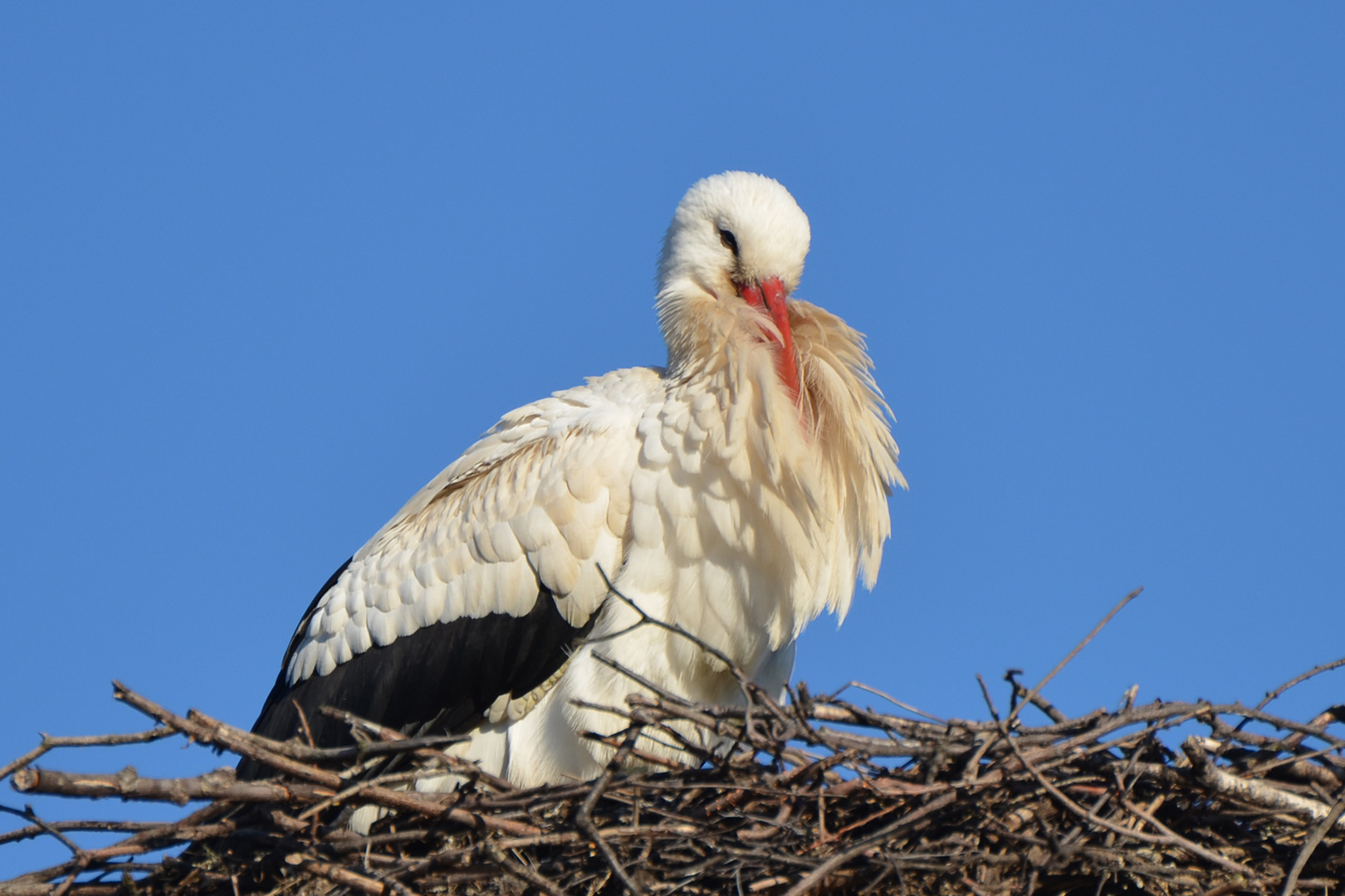 Der erste Storch ist nach Alt-Laatzen zurückgekehrt