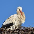 Der erste Storch ist nach Alt-Laatzen zurückgekehrt