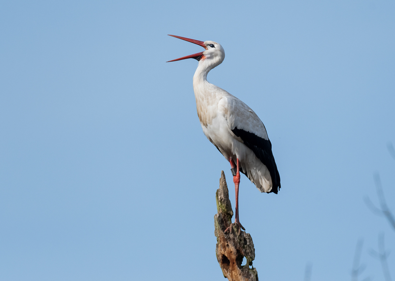 Der erste Storch ist schon da ...