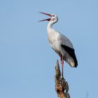 Der erste Storch ist schon da ...