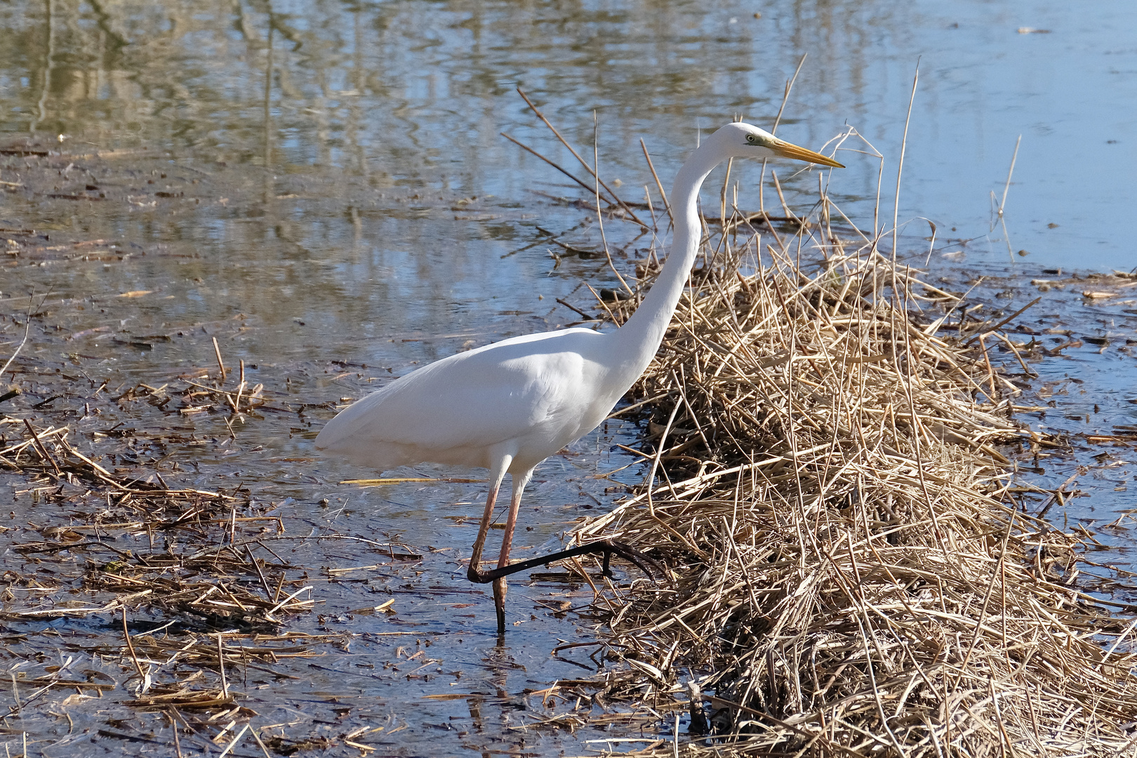 ... der erste Storch ist zurück ...