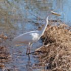 ... der erste Storch ist zurück ...