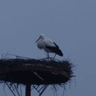 Der erste Storch kam in diesem Jahr am 16.02.2017 an.