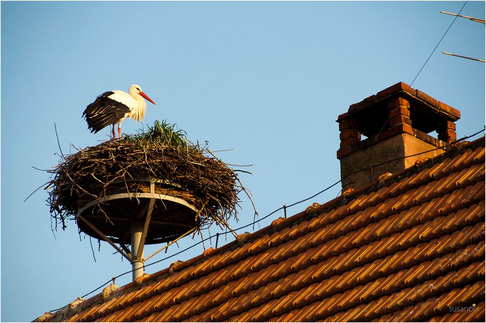 Der erste Storch meines Lebens....