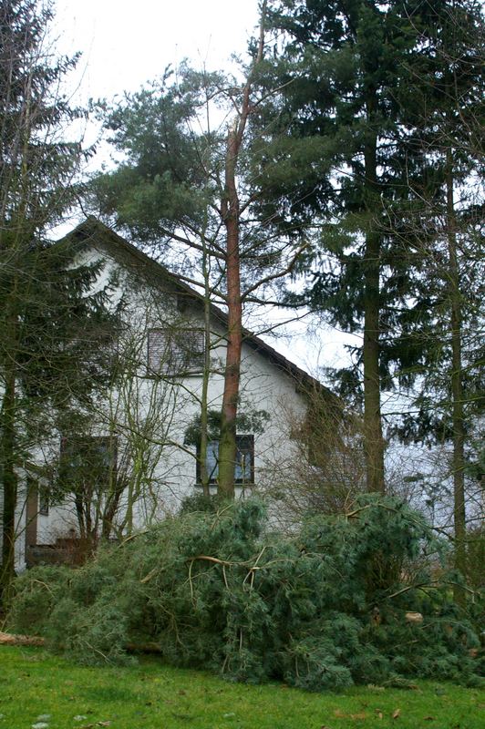 Der erste Sturmschaden in unserem Garten