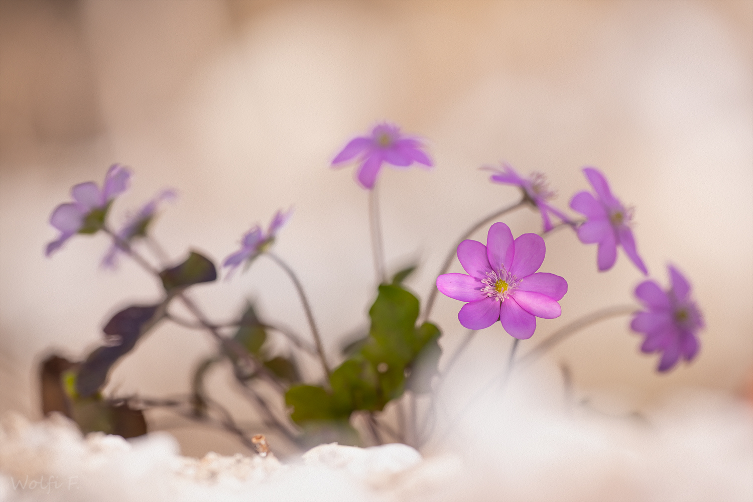 Der erste Tanz im Frühling