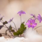 Der erste Tanz im Frühling