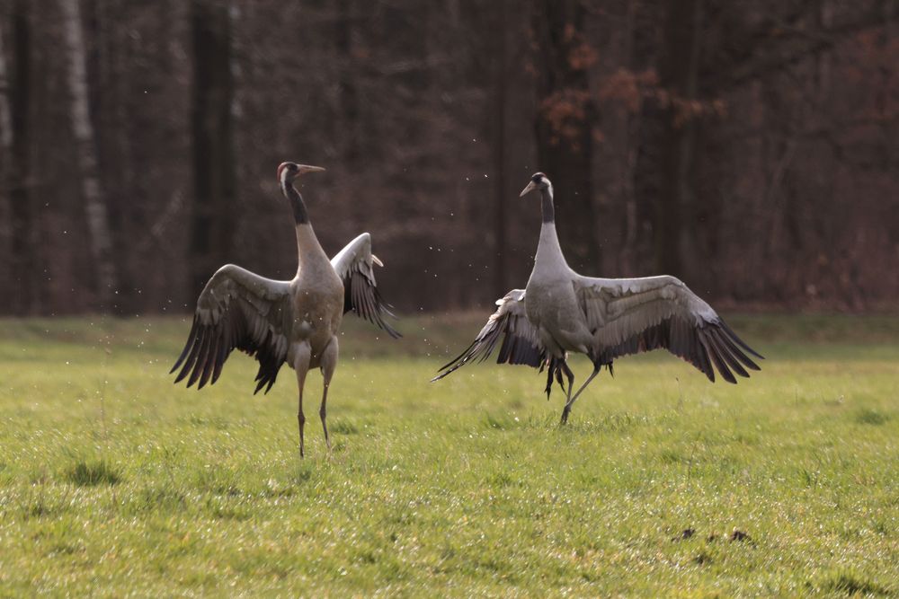 Der erste Tanz ist nur für Dich Foto & Bild frühling, natur