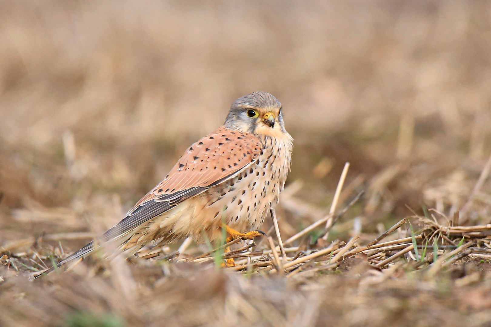 Der erste Turmfalke 2018