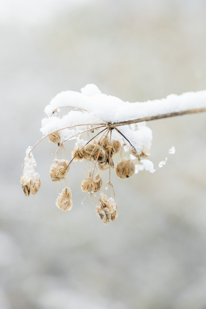 Der erste und bisher einzige Schnee des Jahres