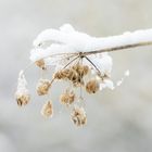 Der erste und bisher einzige Schnee des Jahres