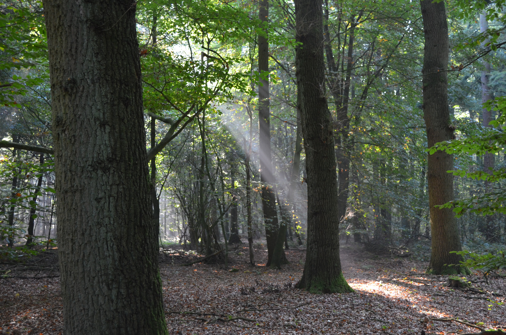 Der erste Versuch im Wald