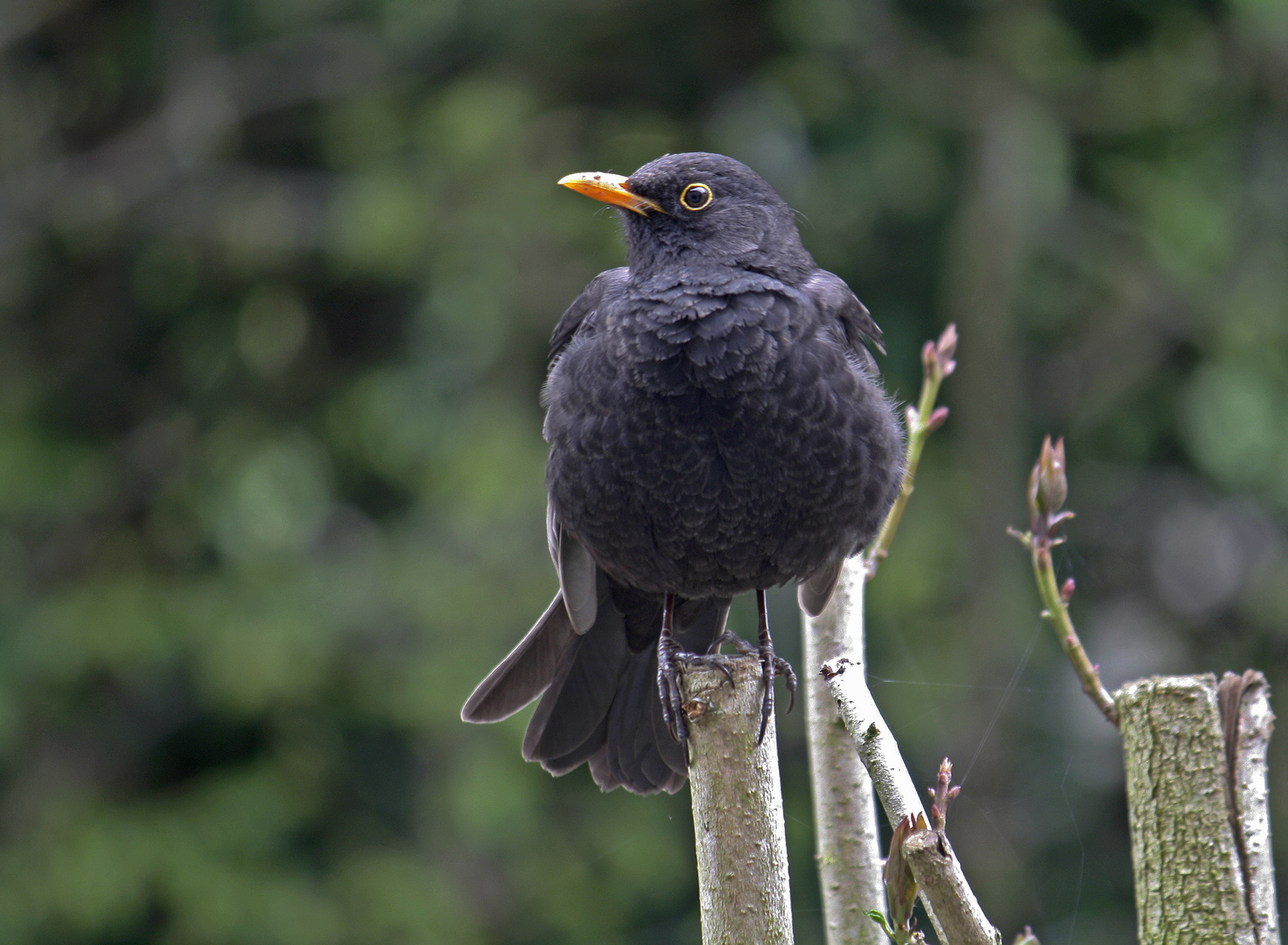 Der erste Vogel....