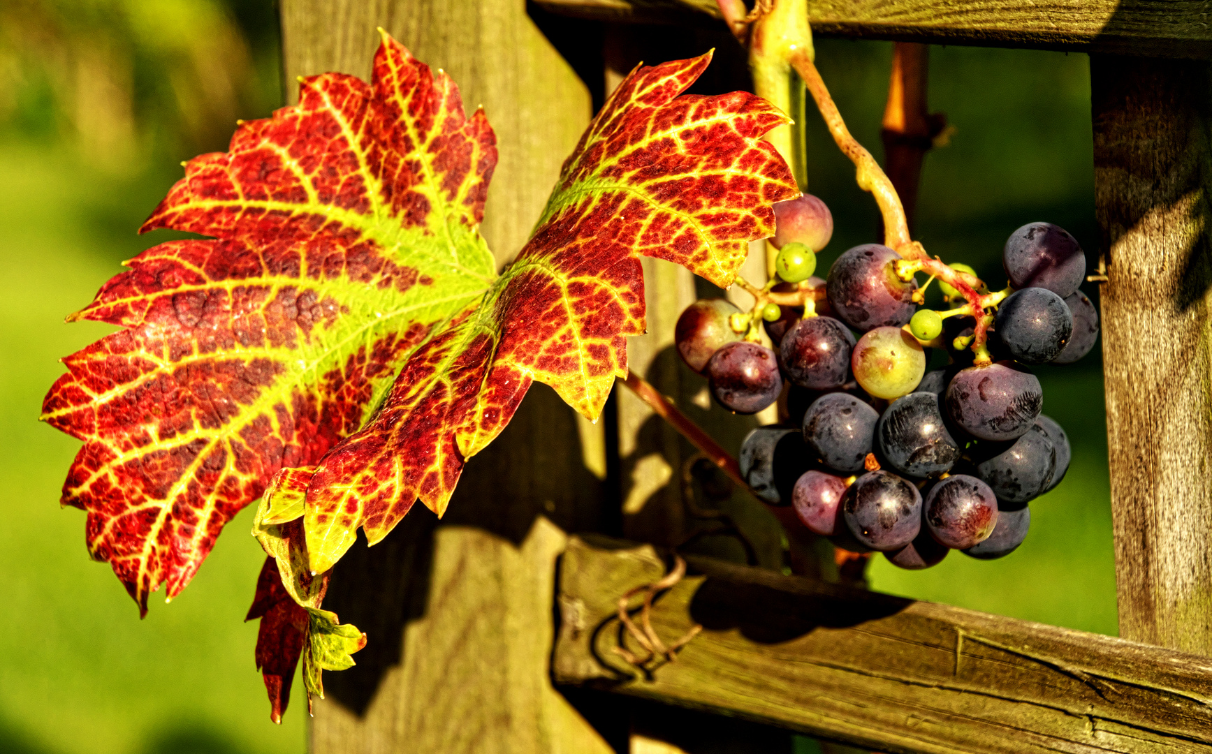 Der erste Wein