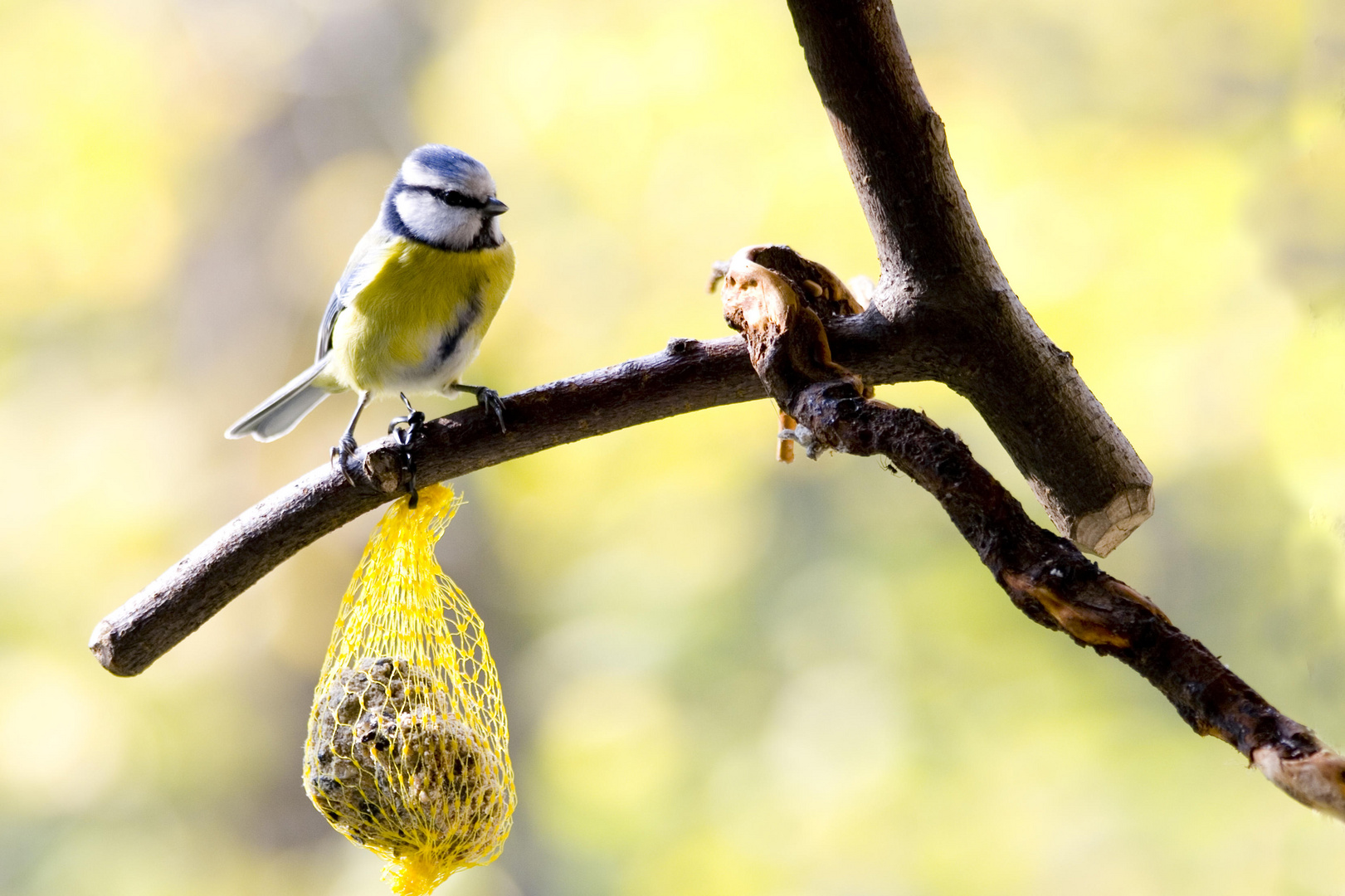 Der erste Wintergast am Fenster