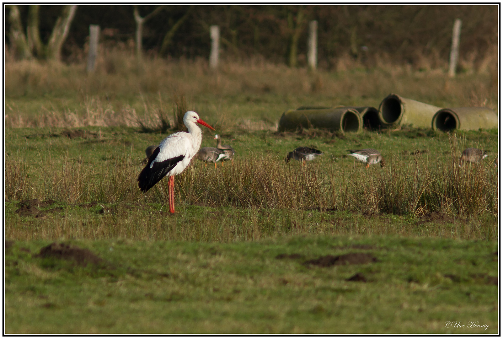 Der erste Winterstorch