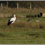 Der erste Winterstorch